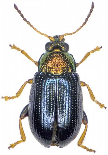 Réf. 280 487 : Crepidodera aurata